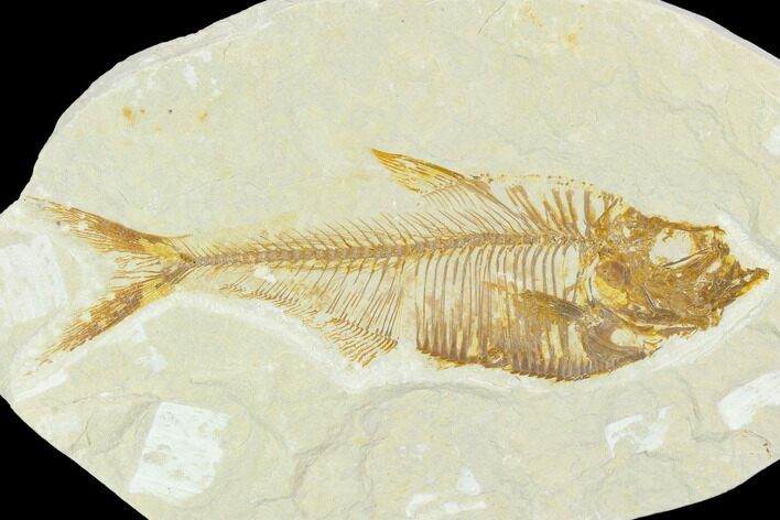 Fossil Fish (Diplomystus) - Green River Formation #126231